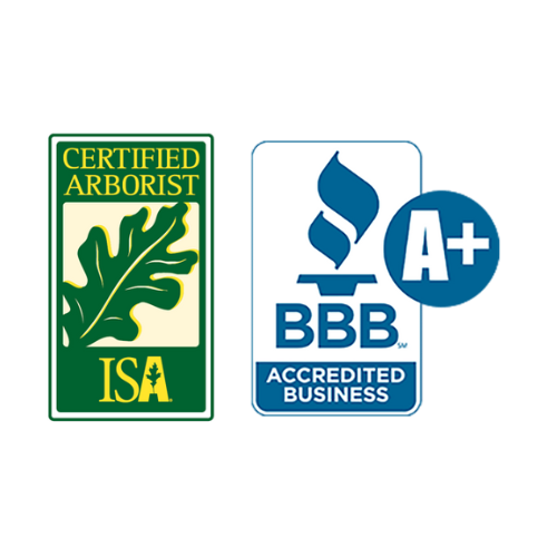 Certified arborists in Lafayette, LA – Expert tree care and maintenance
